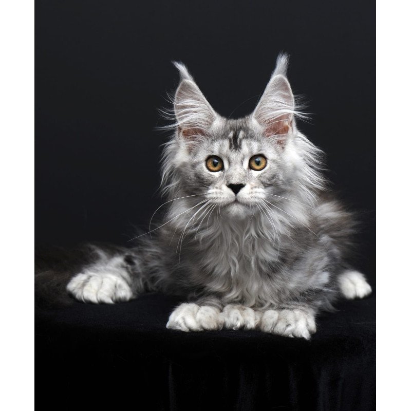 Maine Coon AP Olga