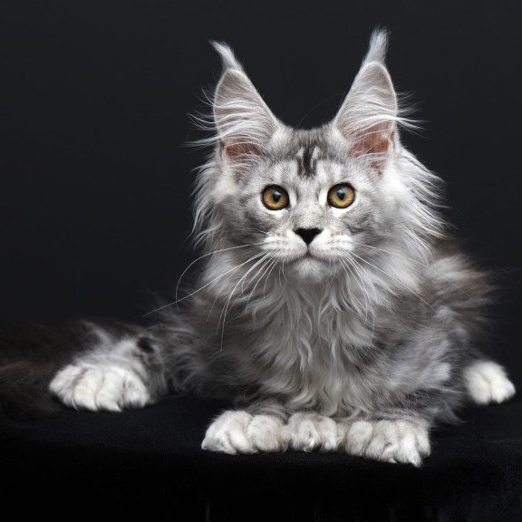 Maine Coon AP Olga