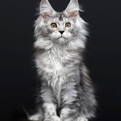 Maine Coon AP Olga