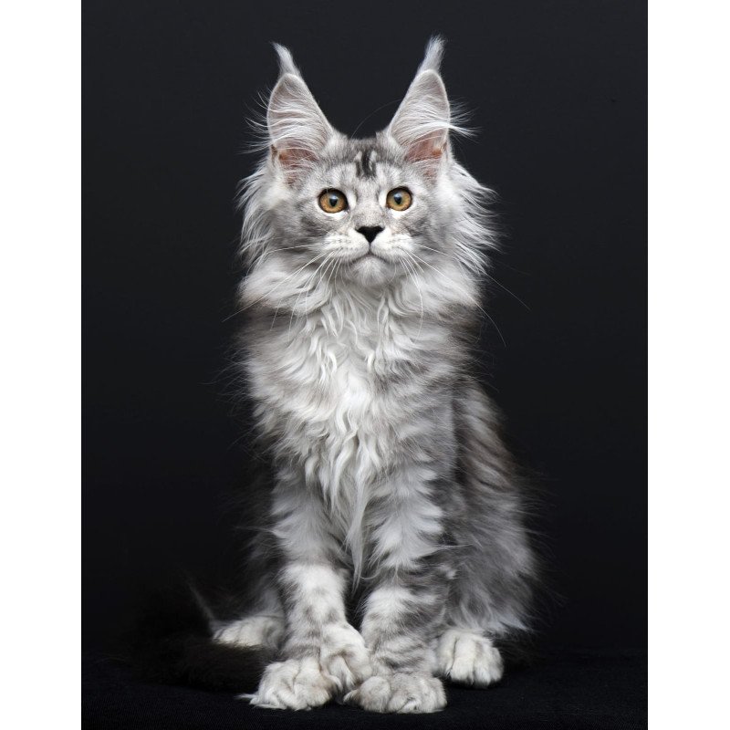 Maine Coon AP Olga