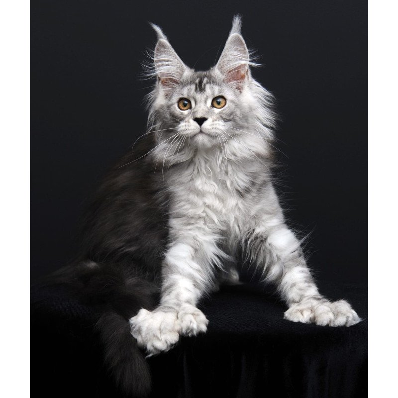 Maine Coon AP Olga
