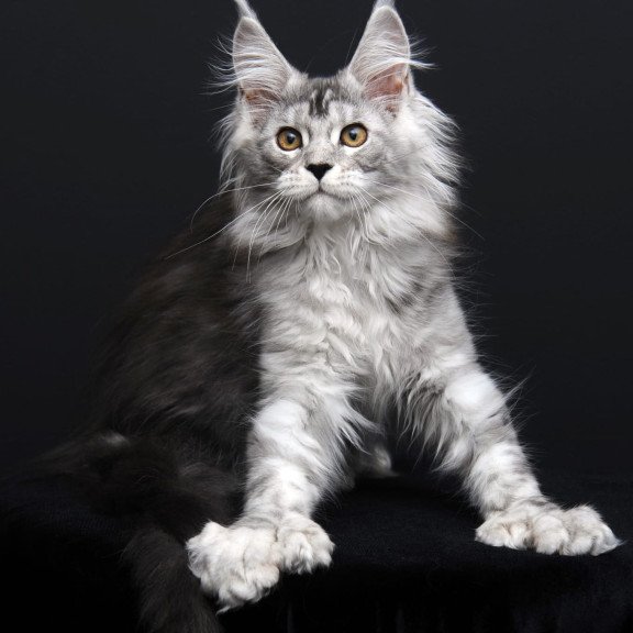 Maine Coon AP Olga