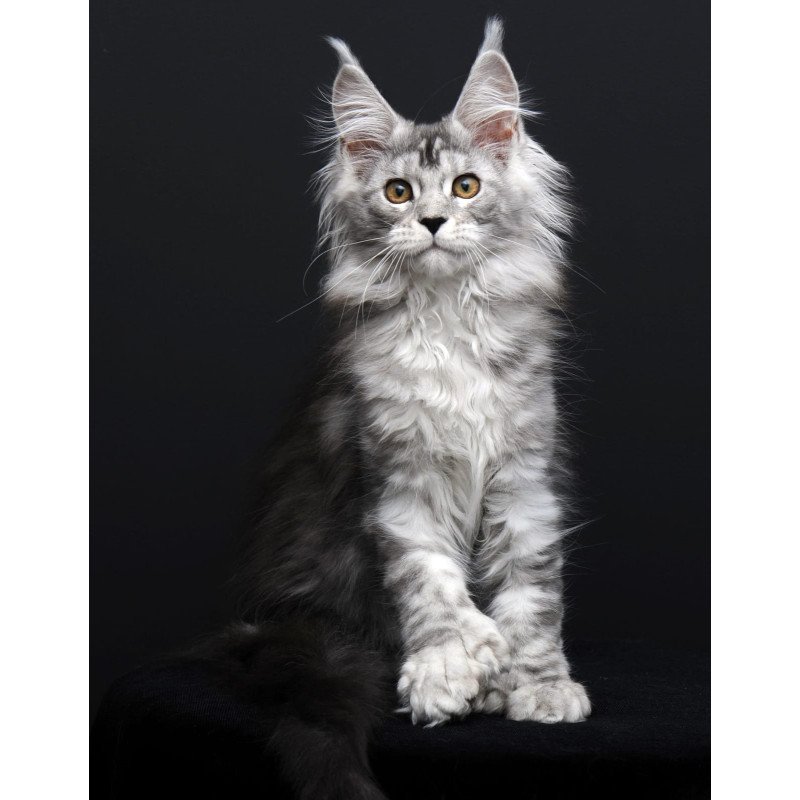 Maine Coon AP Olga