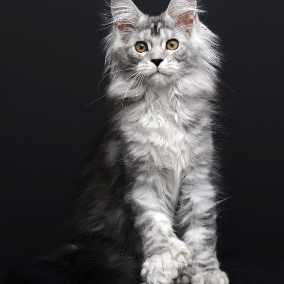 Maine Coon AP Olga