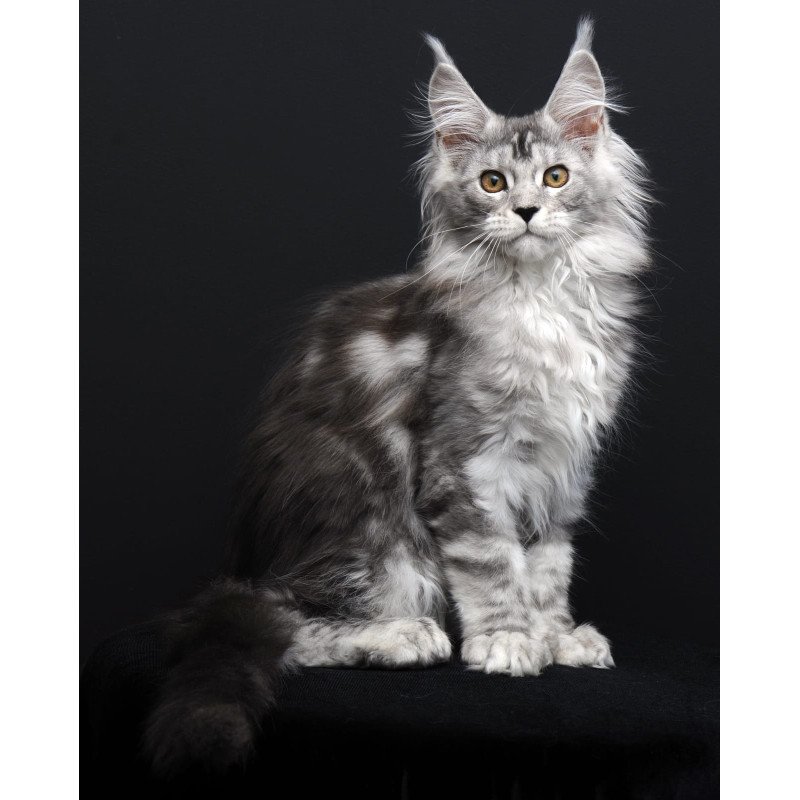 Maine Coon AP Olga