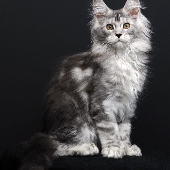Maine Coon AP Olga