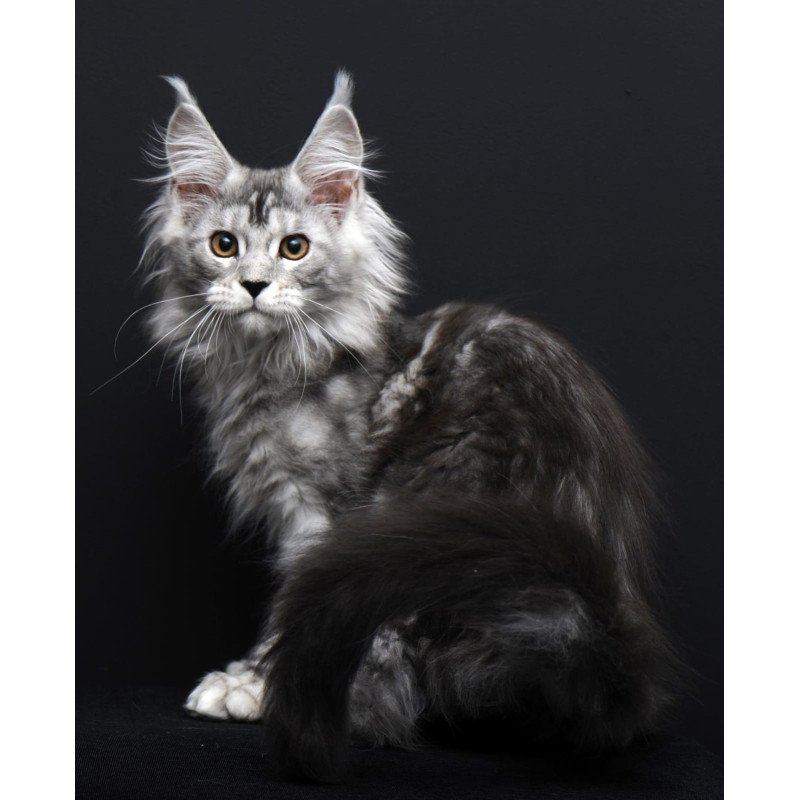 Maine Coon AP Olga