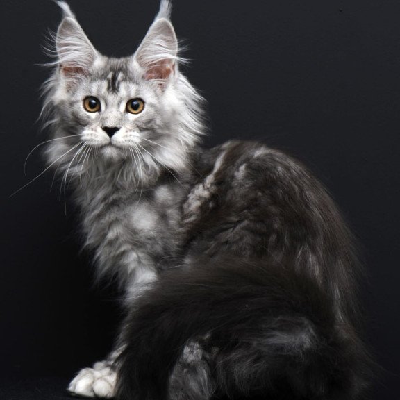 Maine Coon AP Olga