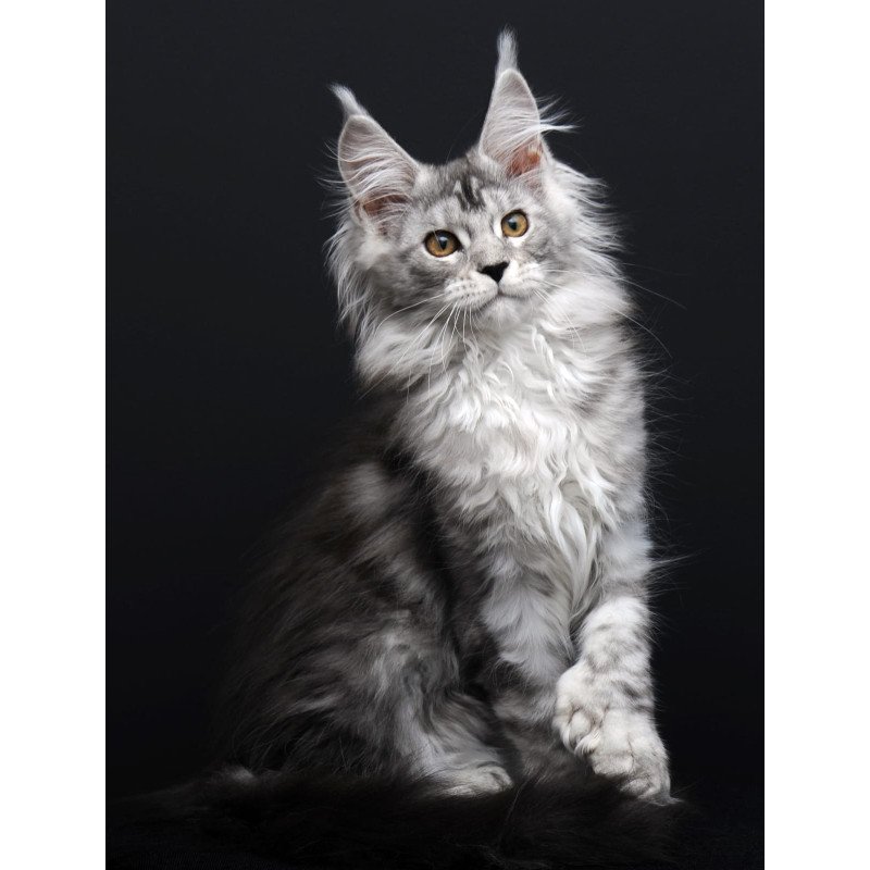 Maine Coon AP Olga