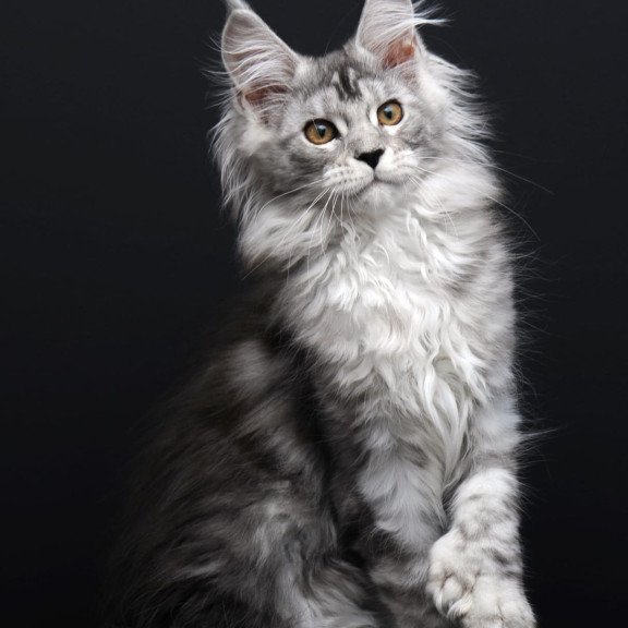 Maine Coon AP Olga
