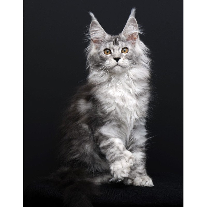 Maine Coon AP Olga