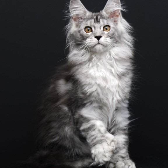 Maine Coon AP Olga