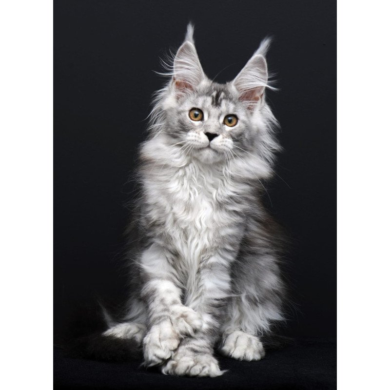 Maine Coon AP Olga