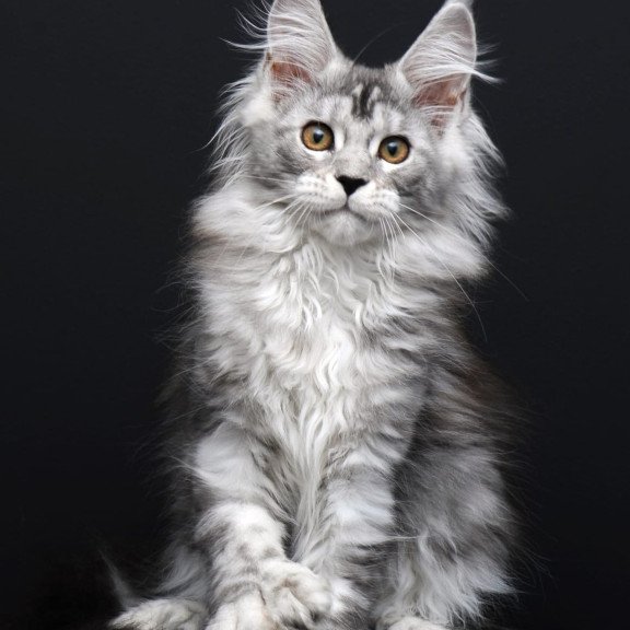 Maine Coon AP Olga