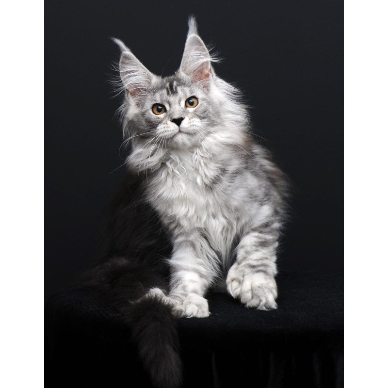 Maine Coon AP Olga