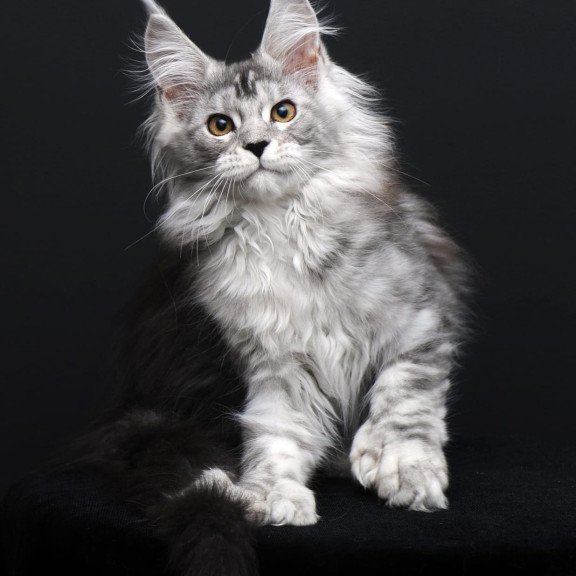 Maine Coon AP Olga