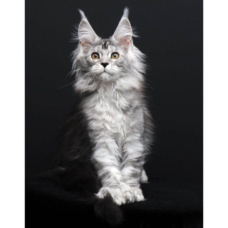Maine Coon AP Olga