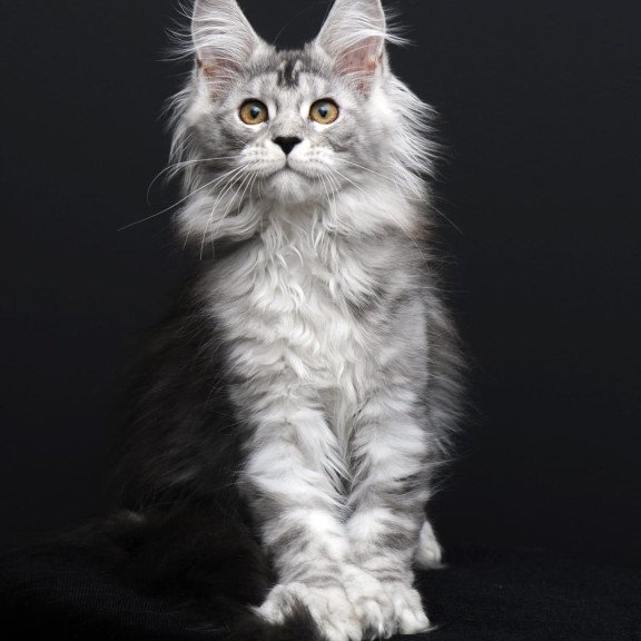 Maine Coon AP Olga