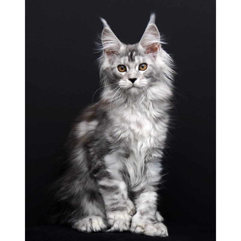 Maine Coon AP Olga