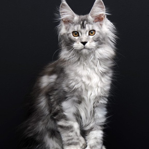 Maine Coon AP Olga