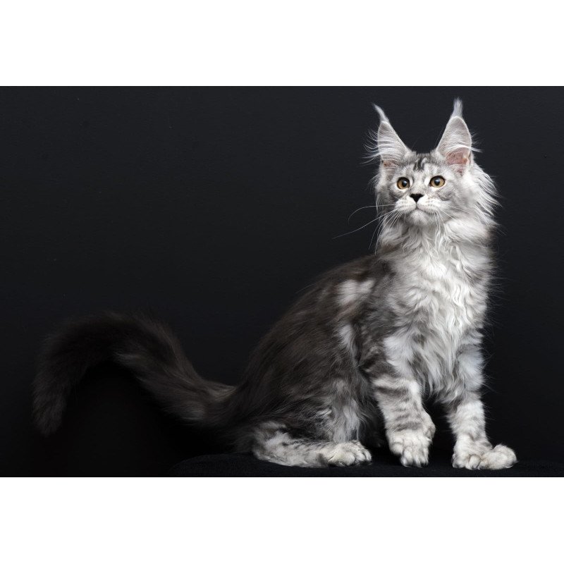Maine Coon AP Olga
