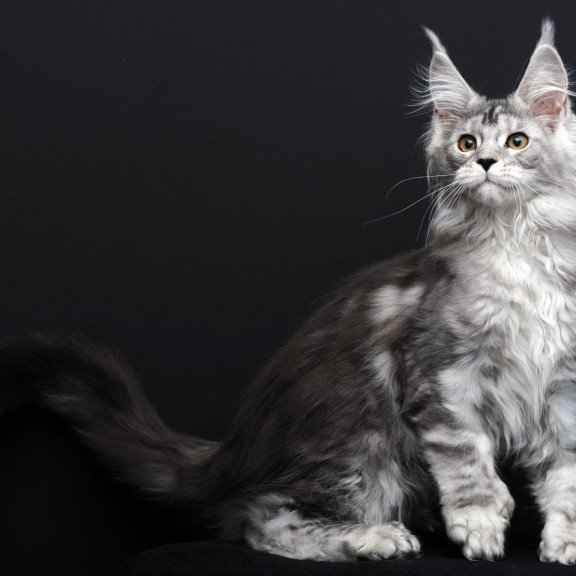 Maine Coon AP Olga