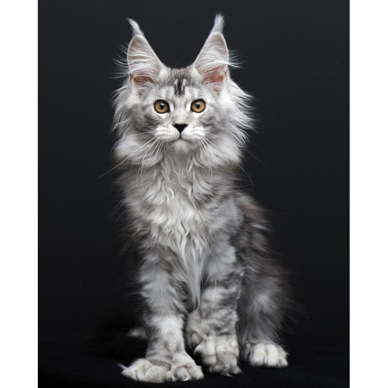Maine Coon AP Olga