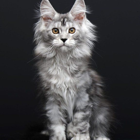 Maine Coon AP Olga