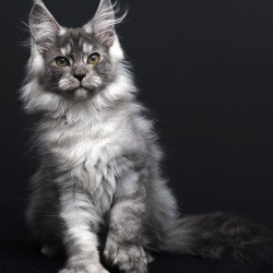Maine Coon AP Odry