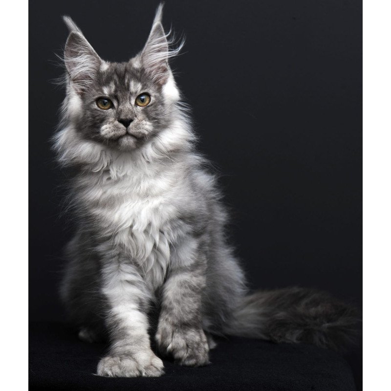 Maine Coon AP Odry