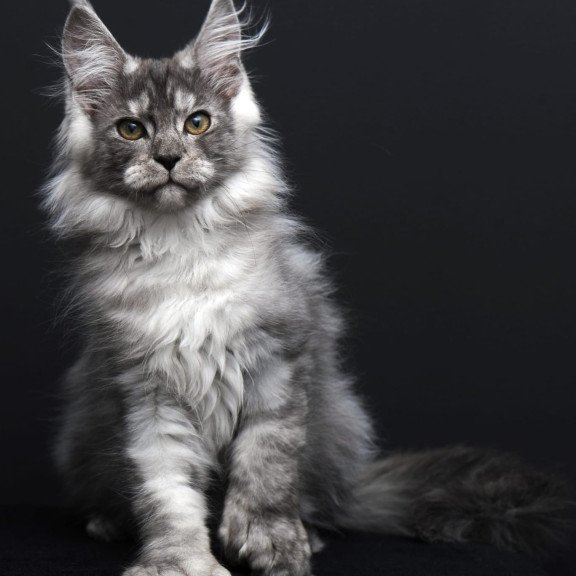 Maine Coon AP Odry