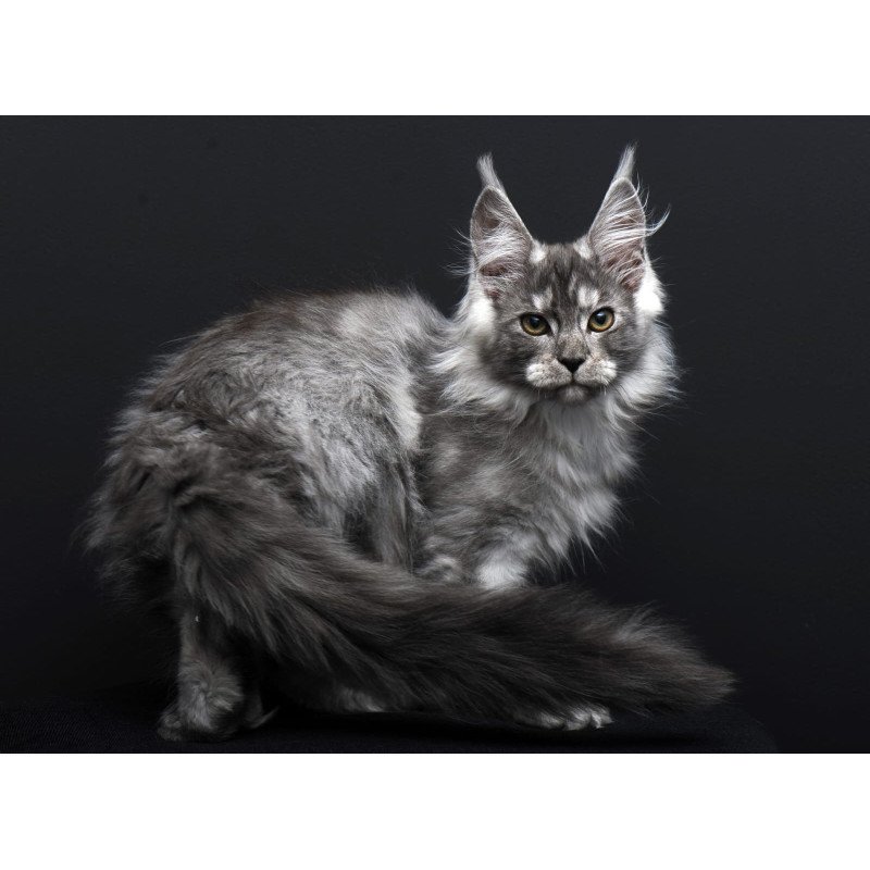 Maine Coon AP Odry