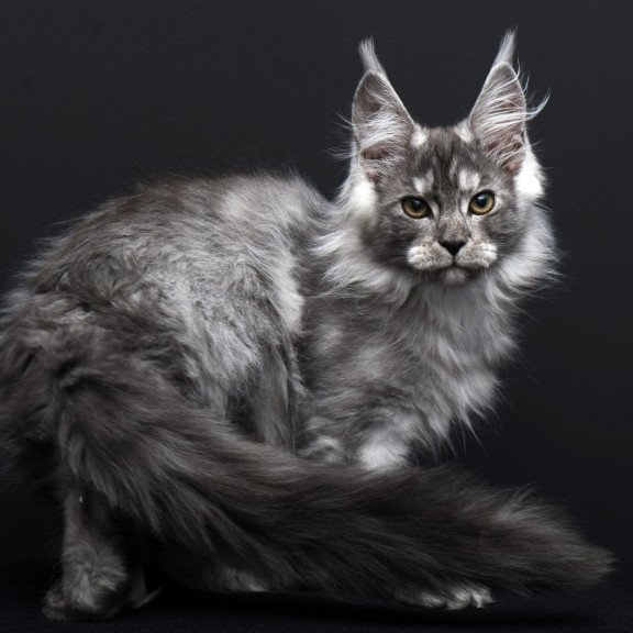 Maine Coon AP Odry