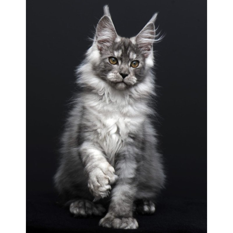 Maine Coon AP Odry