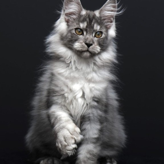 Maine Coon AP Odry