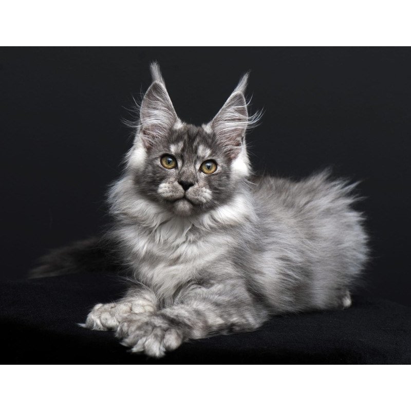 Maine Coon AP Odry