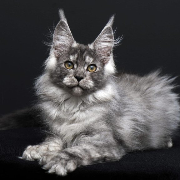 Maine Coon AP Odry