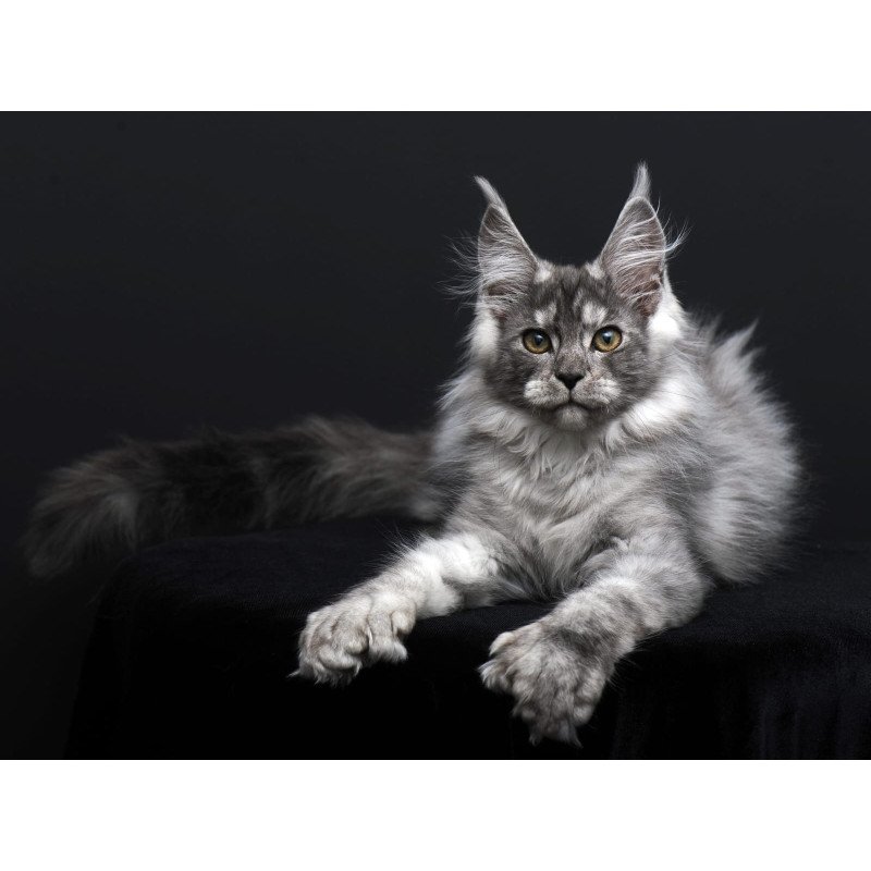Maine Coon AP Odry