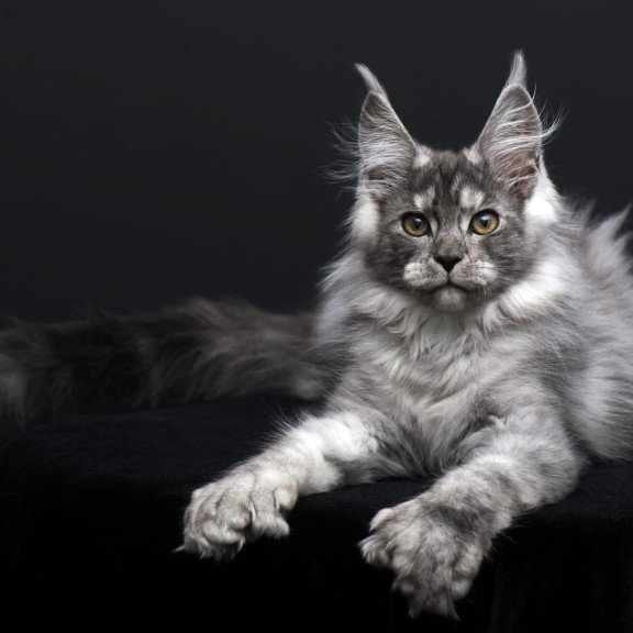 Maine Coon AP Odry