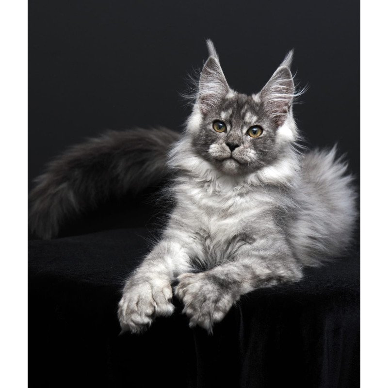 Maine Coon AP Odry