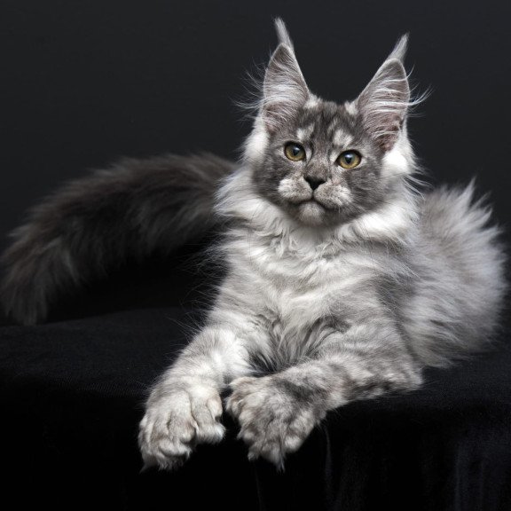 Maine Coon AP Odry