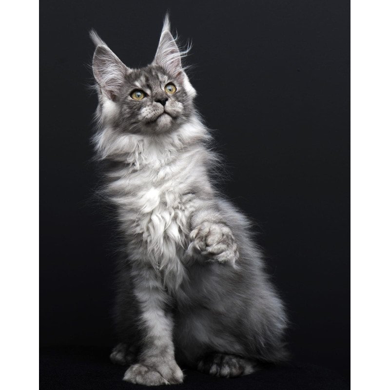 Maine Coon AP Odry