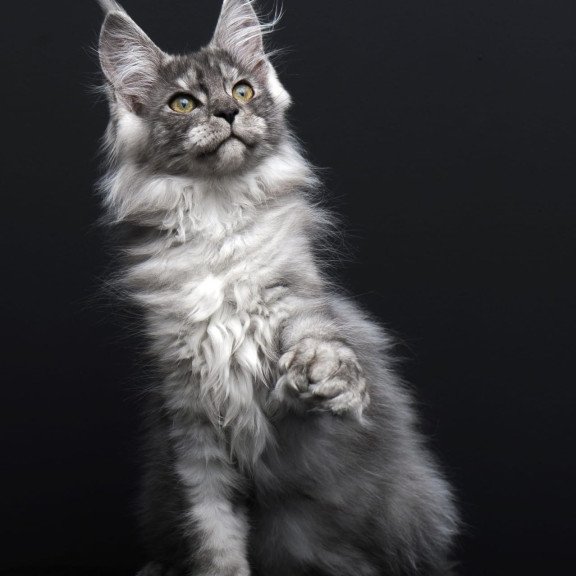 Maine Coon AP Odry