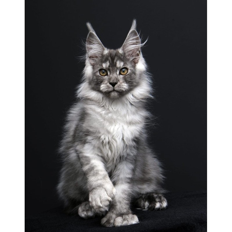 Maine Coon AP Odry