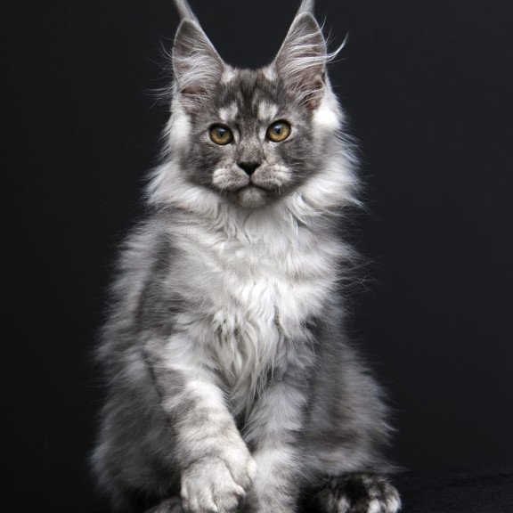 Maine Coon AP Odry
