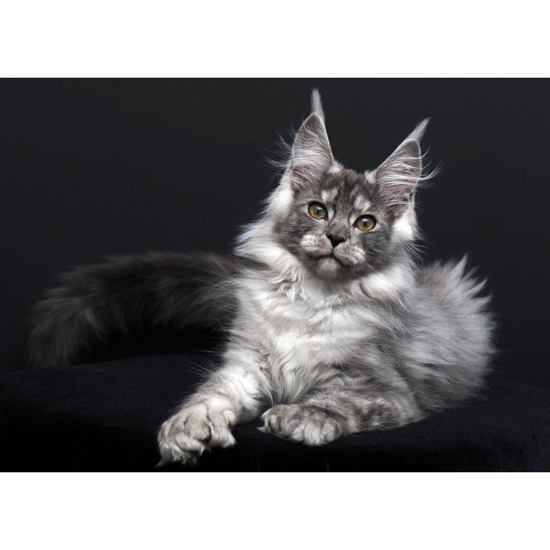 Maine Coon AP Odry