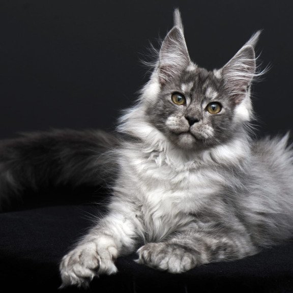 Maine Coon AP Odry