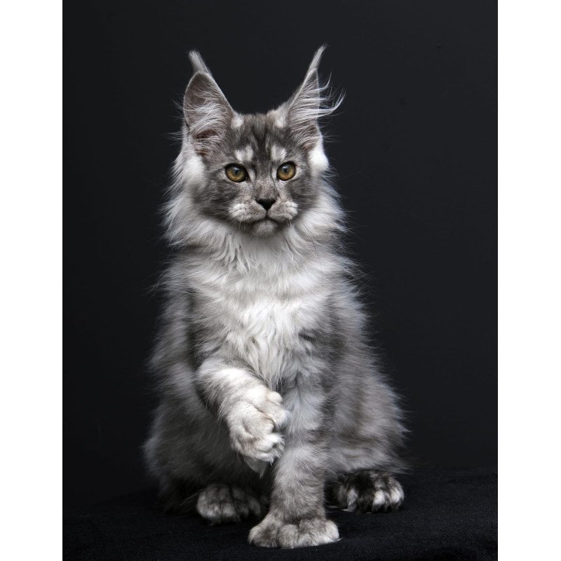 Maine Coon AP Odry