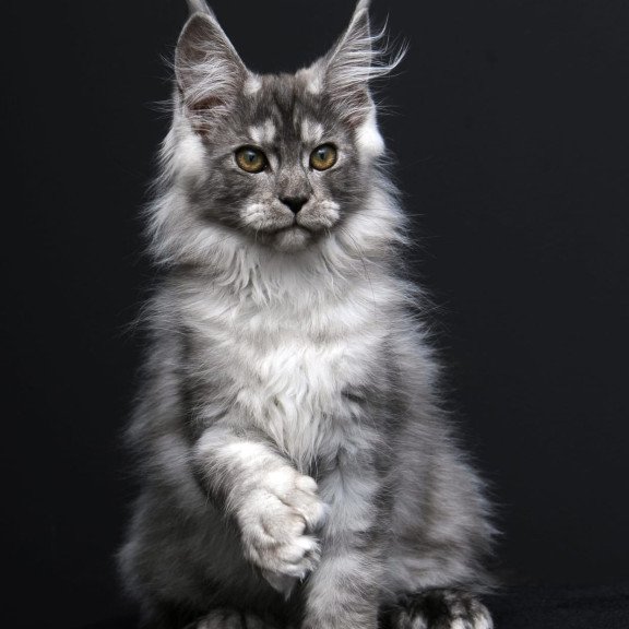 Maine Coon AP Odry