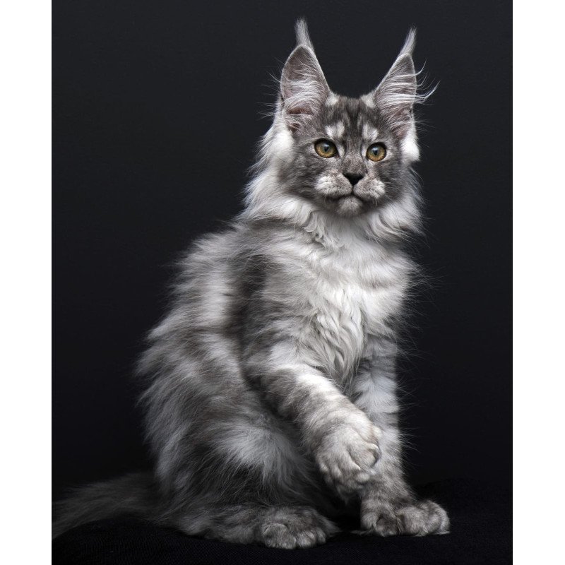 Maine Coon AP Odry